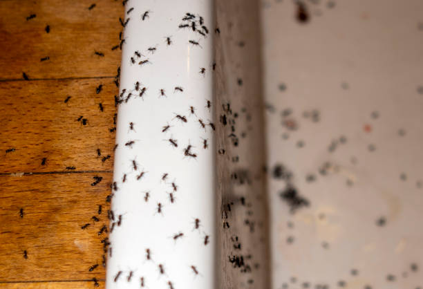 Best Mosquito Control Services  in Friday Harbor, WA
